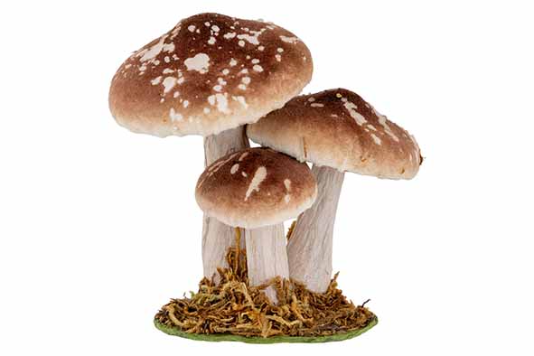 Paddenstoelen bruin 12 x 8,5 x 12 cm fluweel